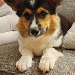 Finlay - Pembroke Welsh Corgi