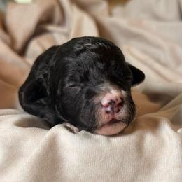 Coral - Merle female Cockapoo puppy in Saint Louis, Missouri from Jax Doodles