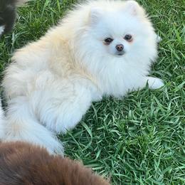 Ellie - Pomeranian