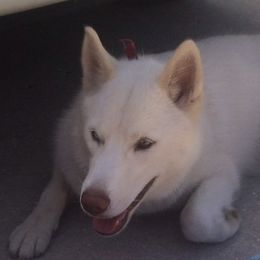 KAI - Siberian Husky