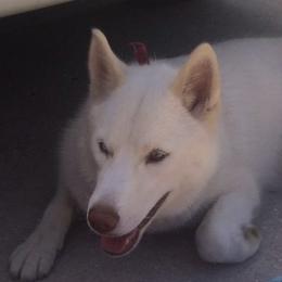 KAI - Siberian Husky