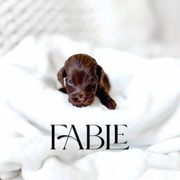 Fable - Chocolate female Goldendoodle puppy in Springville, Utah from Happy Doodle