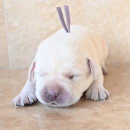 Miss Violet - Yellow female Labrador Retriever puppy in Pasco, Washington from ROCK CREEK LABRADORS