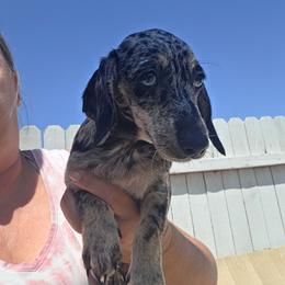 Dapple man - Dapple male Dachshund puppy in El Paso, Texas from Mells Weenies