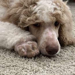 Pembroke Welsh Corgi and Poodle Puppies from Blue Diamond Kennel