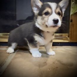 PURPLE - Black and tan male Pembroke Welsh Corgi puppy in Guilford, Indiana from Manning Family Farm