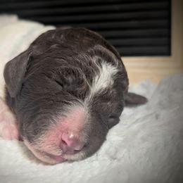 Toni - Brown and white male Sheepadoodle puppy in Berwick, Pennsylvania from Wright’s Wiggle Butts
