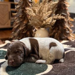 Aspen - Liver and white male German Shorthaired Pointer puppy in Georgia from CMC Farms