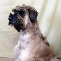 Roxy - Giant Schnauzer