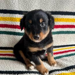 Theo - Black tri-color male Australian Shepherd puppy in Zwingle, Iowa from Homestead Aussies & Doodles