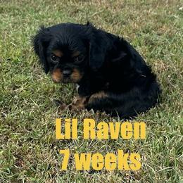 Raven - Black and tan male Cavalier King Charles Spaniel puppy in Broken Arrow, Oklahoma from Cavalier King Charles Heartland