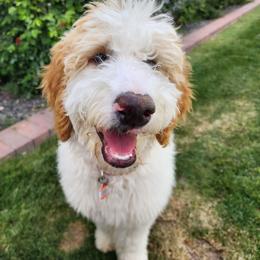 Goldendoodle All Grown Up from Evergreen Doodles