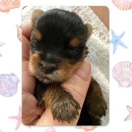 Delilah - Black and tan female Yorkshire Terrier puppy in Annandale, Virginia from Artisan Yorkies LLC