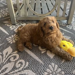 Goldendoodle Puppies from az_doodlesoflove