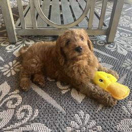 Goldendoodle Puppies from az_doodlesoflove