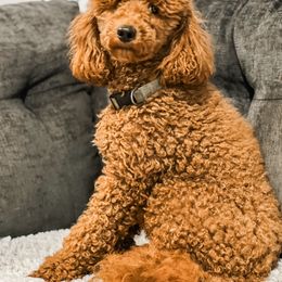 bunny bun - Poodle