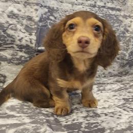 Dachshund Puppies from Dax Place