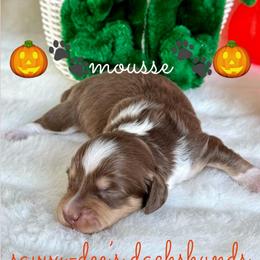 Mousse(2800) - Chocolate and cream male Dachshund puppy in Augusta, Arkansas from Savvy-Dee's Dachshunds