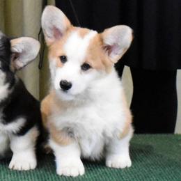 Reba - Red female Pembroke Welsh Corgi puppy in Dunbar, Nebraska from Vintage Corgis