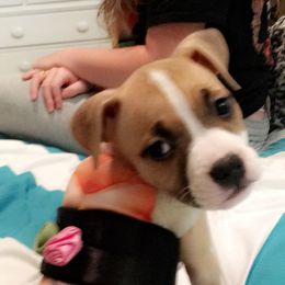 American Staffordshire Terrier Puppies from Ohana Amstaffs