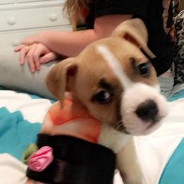 American Staffordshire Terrier Puppies from Ohana Amstaffs
