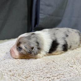 Tracey - Blue merle female Miniature American Shepherd puppy in Clinton, Missouri from Mockingbirds American Minis