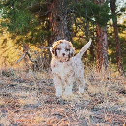 Aussiedoodle Puppies from Colorful Colorado Aussiedoodles