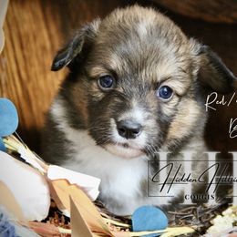 Red.Sable Fluff Boy 1 Docked Tail - Sable male Pembroke Welsh Corgi puppy in Locust Grove, Oklahoma from Hidden Hillsides Corgis