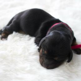 Clover - Black and tan female Dachshund puppy in Morrow, Ohio from Courtney’s Colorful Doxies