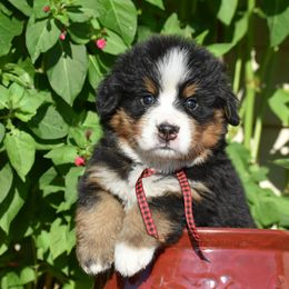 "Bunyan  Male" Bernese Mountain Dog Puppies from Wilderness Way Berners