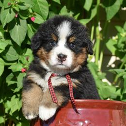 "Bunyan  Male" Bernese Mountain Dog Puppies from Wilderness Way Berners