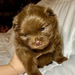 Abigail (Millie) - Chocolate female Pomeranian puppy in Springfield, Missouri from Hope Mountain Pomeranians