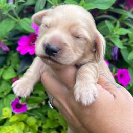 Cream boy two - Cream male Dachshund puppy in Payette, Idaho from NT Mini Doxies