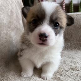Pie - Red female Pembroke Welsh Corgi puppy in Colbert, Washington from Siclair Crowns Corgis
