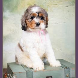 November - Merle female Cockapoo puppy in Connersville, Indiana from Deaz Doodle Ranch