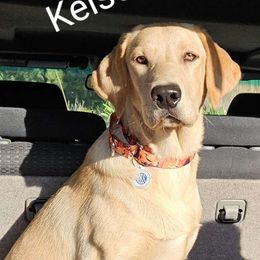 Kelsea - Labrador Retriever