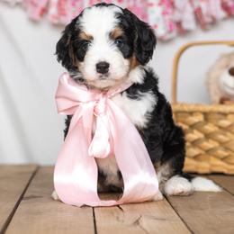 Sequoia - Tri-color female Bernedoodle puppy in St Joe, Indiana from Pawsh Bernedoodles