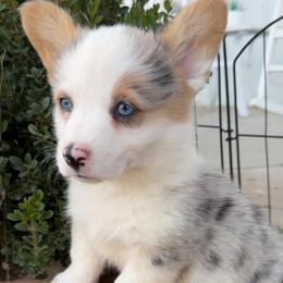 Girl 2 - Blue female Pembroke Welsh Corgi puppy in Beggs, Oklahoma from Blue Diamond Corgi’s