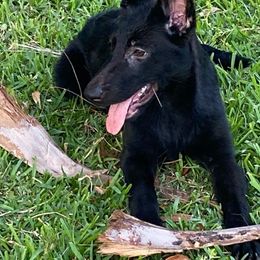 Purple collar - Black German Shepherd puppy in Punta Gorda, Florida from Blitzenhaus Working Dogs