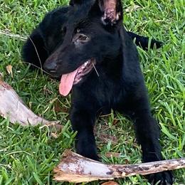 Purple collar - Black German Shepherd puppy in Punta Gorda, Florida from Blitzenhaus Working Dogs