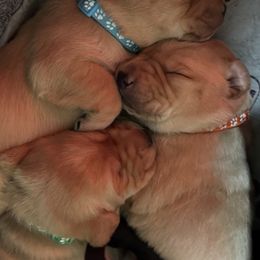 Butterfinger-yellow male - Yellow male Labrador Retriever puppy in Gig Harbor, Washington from Mayfield Farm