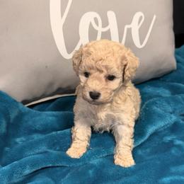 Pearl - Cream female Poodle puppy in Poplarville, Mississippi from Southern Belle Poodles