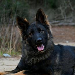 Xaden - German Shepherd
