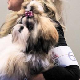 Shih Tzus from Devalon Shih Tzu Palm Beach