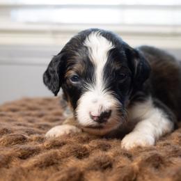 Veuve - Sable female Bernedoodle puppy in Youngstown, Florida from Wonderland’s Boujie Kennels