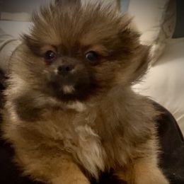 Boy 1 - male Companion Cross puppy in Milan, Indiana from Heartland Pomeranians and Chihuahuas