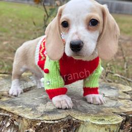 G4 - Cream male Dachshund puppy in Jacksonville, Texas from ArmnalegRanch LLC