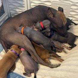 Cavalier King Charles Spaniel and Xoloitzcuintli Puppies from Kingslee Kennels