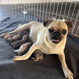 Boy 1 - Fawn male Pug puppy in Chino Valley, Arizona from Blecker Kennel