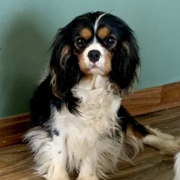 Ollie - Cavalier King Charles Spaniel